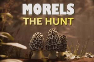 羊肚菌：狩猎/Morels: The Hunt